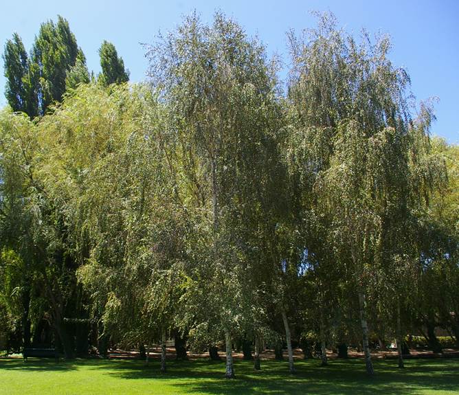 Descripción: Descripción: D:\flores x localidad\floraxlocalidad\Metropolitana\Lampa 05-02-2007\betula pendula 799.JPG